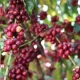Inscrições abertas para 11º Concurso de Qualidade e Sustentabilidade do Café de Rondônia